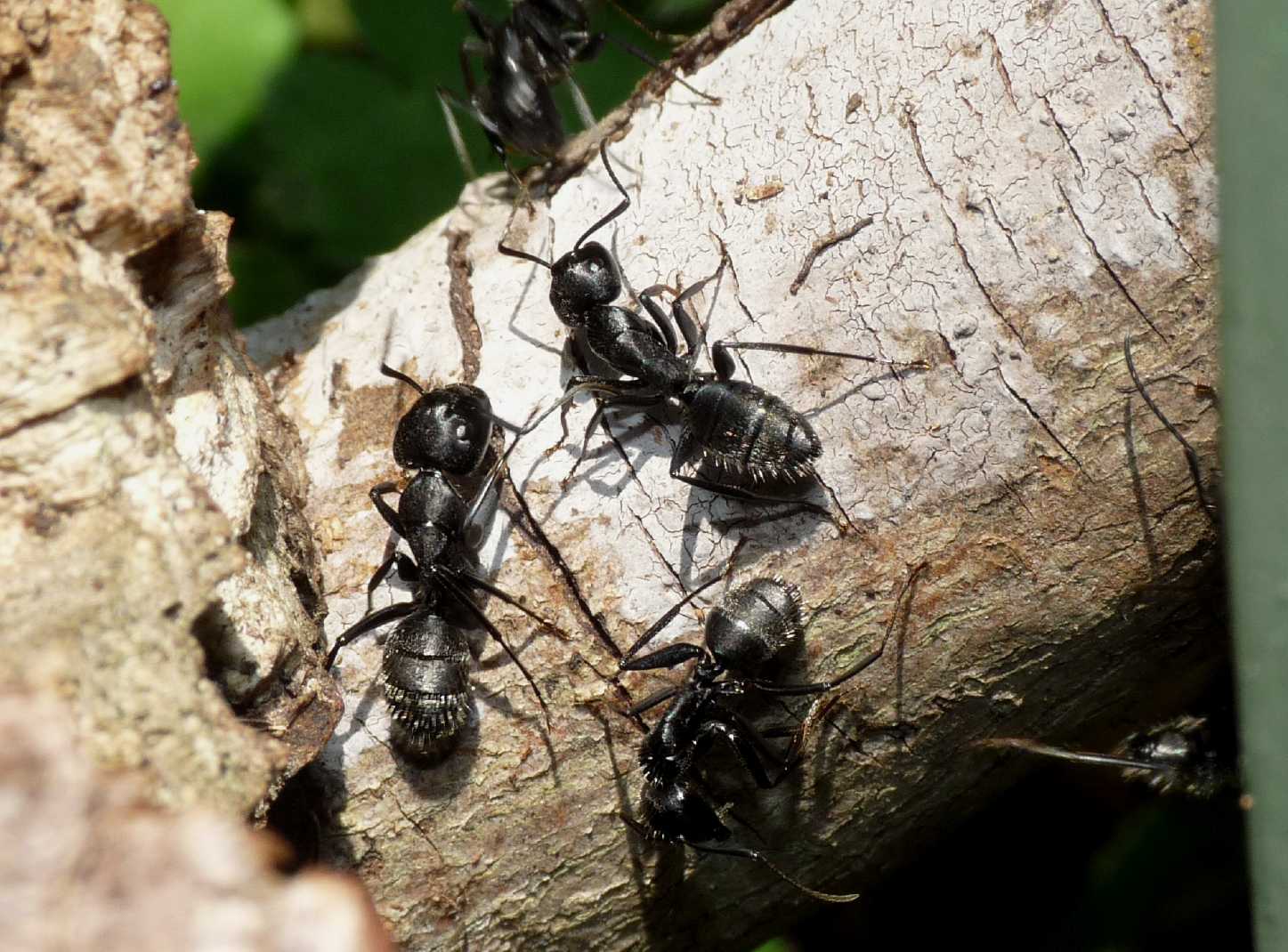 Camponotus vagus